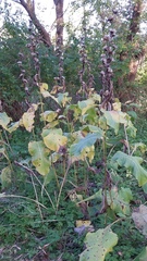 Inula racemosa