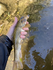 Hypentelium nigricans