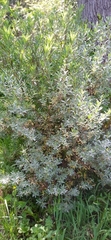 Baccharis dracunculifolia