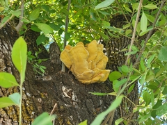 Laetiporus gilbertsonii