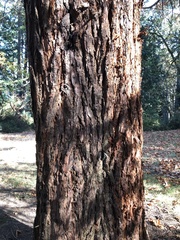 Sequoiadendron