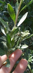 Baccharis dracunculifolia