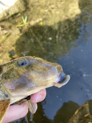 Hypentelium nigricans