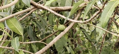 Ficus insipida