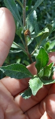 Baccharis dracunculifolia