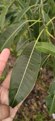 Ficus insipida