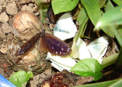 Euploea eunice