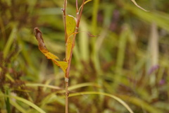 Persicaria lapathifolia