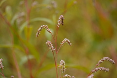 Persicaria lapathifolia