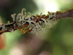 Hypogymnia hultenii