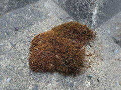 Schistidium papillosum