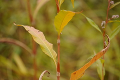 Persicaria lapathifolia