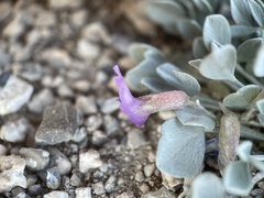 Astragalus calycosus