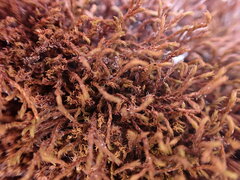 Schistidium papillosum