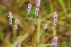 Persicaria pensylvanica