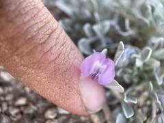 Astragalus calycosus