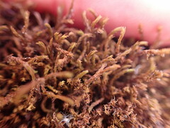 Schistidium papillosum