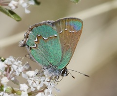 Callophrys affinis