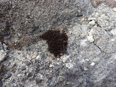 Schistidium frigidum