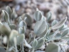 Astragalus calycosus