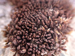 Schistidium frigidum