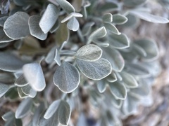 Astragalus calycosus