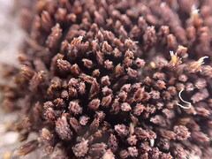 Schistidium frigidum