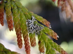 Hypogymnia hultenii