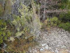 Brachyglottis bellidioides