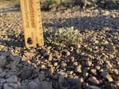 Astragalus calycosus