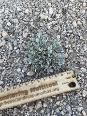 Astragalus calycosus