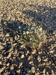 Astragalus calycosus