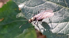 Myrma