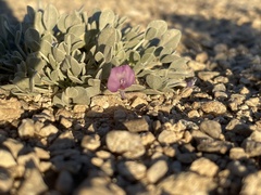 Astragalus calycosus