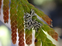 Hypogymnia hultenii