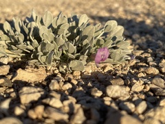 Astragalus calycosus