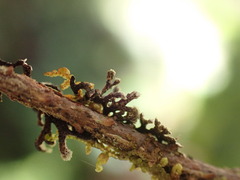 Hypogymnia hultenii