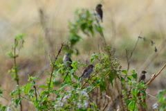 Lonchura punctulata nisoria