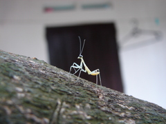 Hierodula patellifera