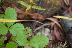 Fragaria virginiana