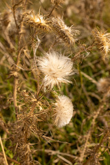 Cirsium vulgare