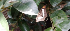 Adelpha