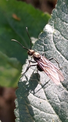 Myrma