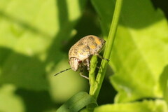 Orsilochides stictica