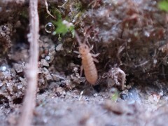 Isotomurus