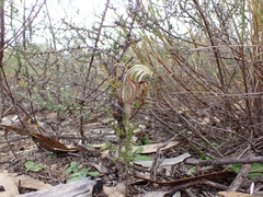 Pterostylis erythroconcha