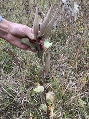 Asclepias viridiflora