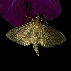 Herpetogramma phaeopteralis