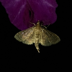 Herpetogramma phaeopteralis