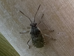 Liorhyssus